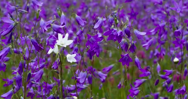 Einsame Weiße Glocke Auf Einem Violetten Feld Eine Große Lichtung — Stockvideo