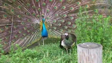 Bir Gri Dişinin Önünde Tavuskuşu Flaunts. Tavus kuşu bir yelpazeyle kuyruğunu açar ve ağaçların arasında dişinin önünde caka satar.