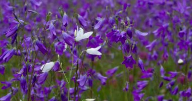 Violet Bell 'in Beyaz Çiçeği. Büyük bir açık mor çan. Eşsizliğin sembolü olarak ön planda beyaz çanlar