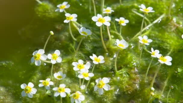 花で覆われた沼 見た目と内面の豊かさの対比の象徴として 可憐な小さな花で泡立つムク — ストック動画