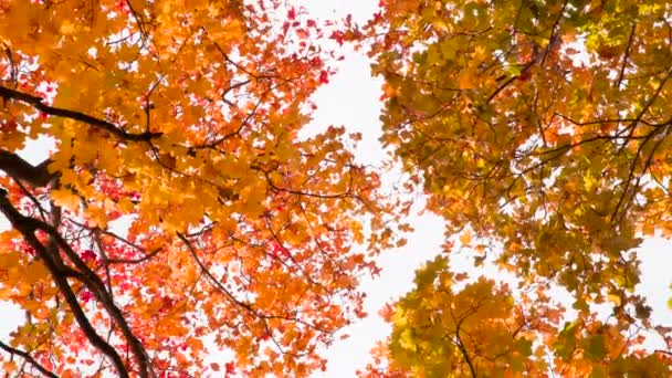 秋树下的漩涡 摄像机向上看 慢慢地旋转 落在明亮的秋树之间 — 图库视频影像
