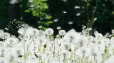 Fırıl fırıl dönen karahindiba tohumları. Olgun tüylü karahindiba ormanının üzerinde, rüzgar beyaz tohumlar taşır. Yavaş Hareket 120 Fps