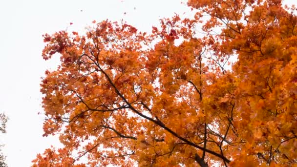 Bright Autumn Leaf Fall Caméra Pointe Vers Haut Les Feuilles — Video