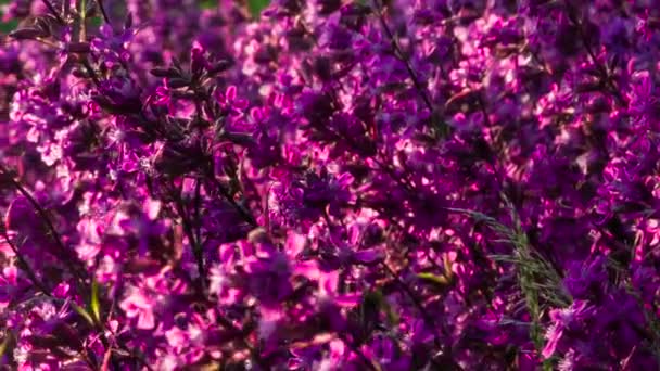 Campo Flores Rosas Atardecer Gran Glade Flores Silvestres Brillantes Borde — Vídeo de stock