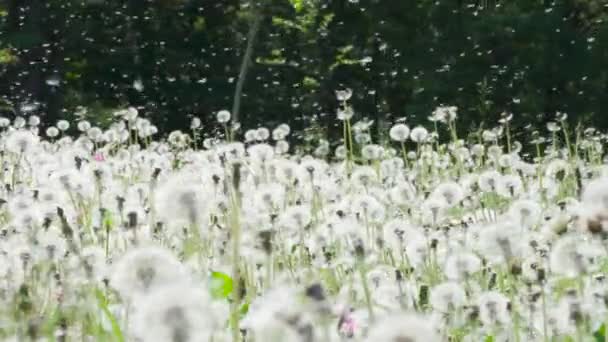 Fluffy Dandelion Seeds Spazzato Grande Radura Forestale Denti Leone Maturi — Video Stock