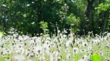 Rüzgar Karahindiba Tohumlarını Yırtıyor ve Yükseltiyor. Olgun tüylü karahindiba ormanının üzerinde, rüzgar beyaz tohumlar taşır. Yavaş Hareket 120 Fps