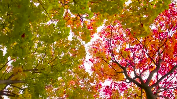 Bright Maples Shed Suas Folhas Câmera Virada Para Cima Gira — Vídeo de Stock