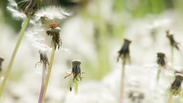 Solarmaskrosorna Över Skogens Glänta Mogna Fluffiga Maskrosor Bär Vinden Vita — Stockvideo