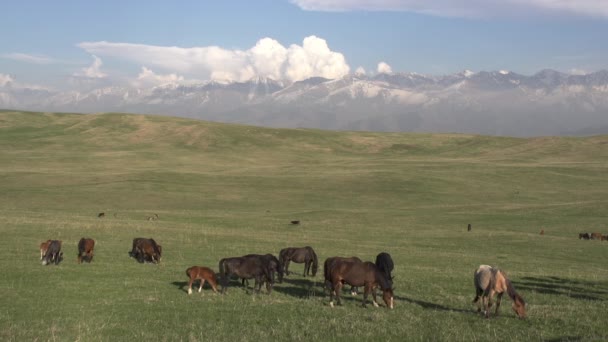 Lente Foothill Weide Grote Herd Van Paarden Grazen Lente Heuvels — Stockvideo