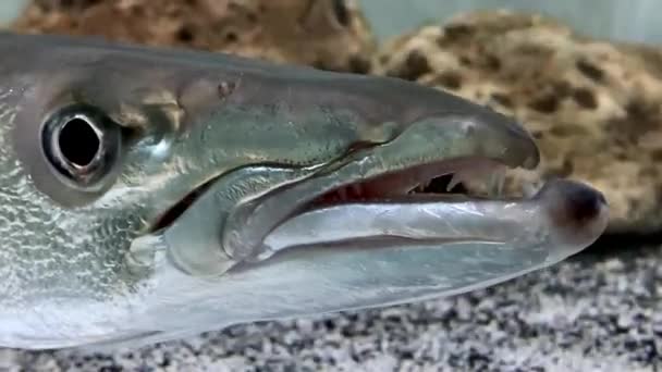 Toothy Jaws Barracuda Une Tête Barracuda Rapprochée Qui Suit Ses — Video