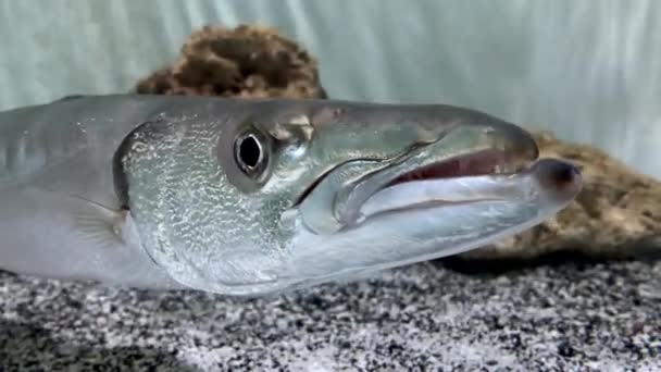 Barracuda Med Toothy Maw Närbild Barracuda Huvud Som Spår Byte — Stockvideo