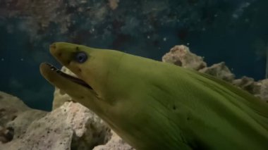 Murena Kurbanı Bekliyor. Büyük bir yılan balığı, karanlık bir sualtı mağarasında avını arıyor.