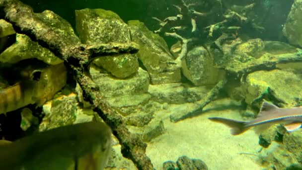 Diverse Life Depths Lake Underwater World Its Inhabitants Lakes Ponds — Stock Video