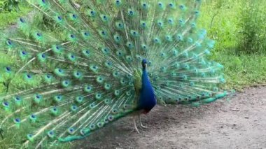 Tüm ihtişamıyla tavus kuşu. Açık kuyruklu bir tavus kuşu ağaçlar arasında caka satıyor.