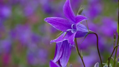 Mor Çan Tarlası. Büyük bir açık mor çan. Ön planda, hafif bir esinti çiçeklerden birini sallıyor.