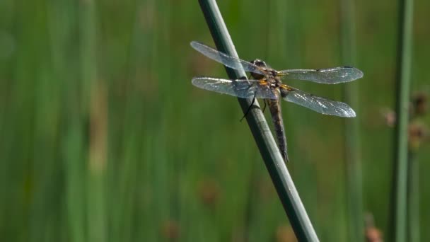 Dragonfly Reed Велика Бабка Спочиває Стеблі Очерету Фоновому Болоті — стокове відео