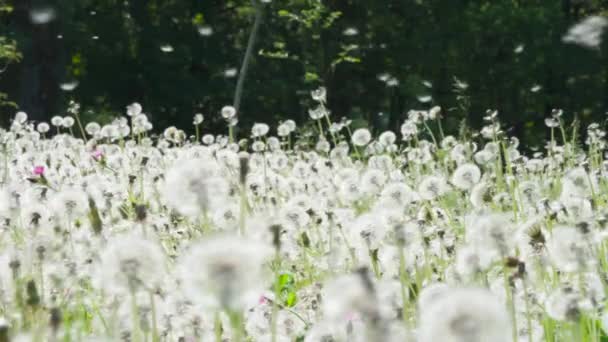 Fluffy Seeds Flying Clearing Large Forest Glade Ripe Dandelions Light — Stock Video