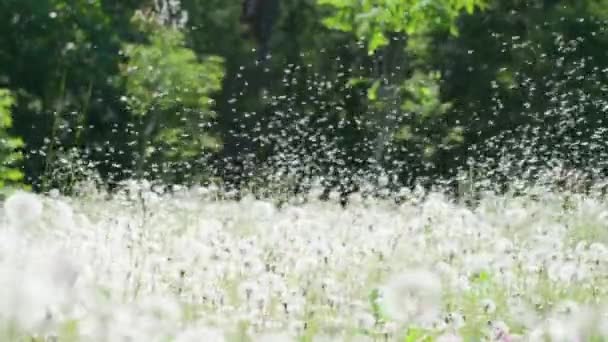 Paardenbloem Zaad Vliegende Extravaganza Grote Bos Glade Van Rijpe Paardebloemen — Stockvideo