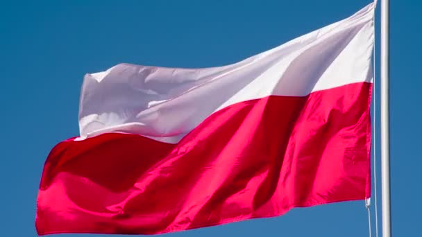 Польский Флаг Виляет Ветром Большой Государственный Флаг Освещается Солнцем Эпично — стоковое видео