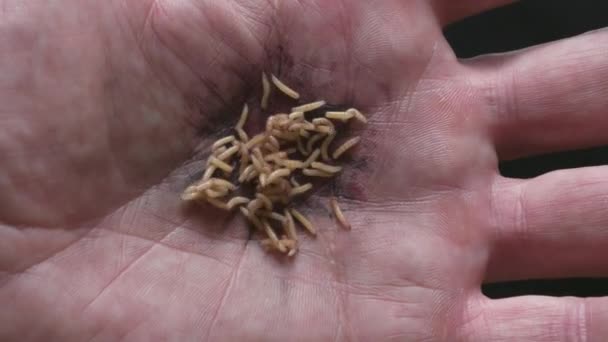 Worms Wounded Palm Close Large Ball Worms Teeming Injured Palm — Stock Video