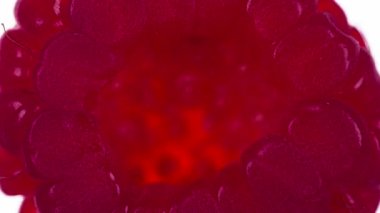 One Raspberry 'den meyve suyu. Ahududu, parlak beyaz bir arka planda sıkıştırılıp ezilerek sulu bir hamur ve parlak bir kabuk oluşturur. 120fps 'te atış