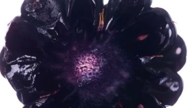 Bir Blackberry sıkın. Blackberry sıkıştırılır ve parlak beyaz bir arka planda ezilir, sulu bir hamur ve tohum patlaması yaratır. 120fps 'te atış