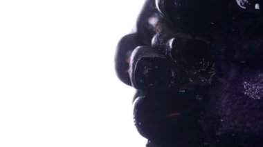 Ezilmiş bir Blackberry. Blackberry sıkıştırılır ve parlak beyaz bir arka planda ezilir, sulu bir hamur ve tohum patlaması yaratır. 120fps 'te atış