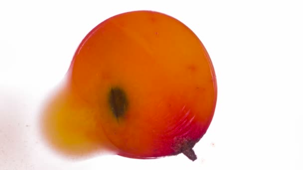 Bursting One Juicy Sea Buckthorn Wild Sea Buckthorn Berries Compressed — Stock Video