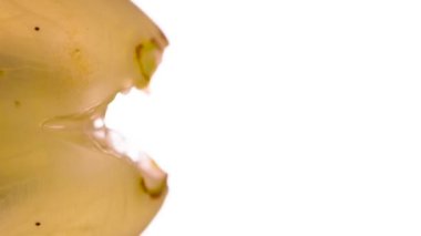 Ezilmiş Yeşil Üzüm 'den meyve suyu. Beyaz üzümler sıkıştırılır ve parlak beyaz bir arka planda ezilir, sulu bir hamur ve meyve suyu serpintisi oluşturur. 120 fps 'te atış.