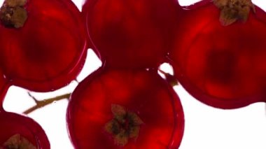 Frenk üzümünden sıkma suyu. Kokulu olgun kırmızı frenk üzümü sıkılmış ve parlak beyaz bir zemin üzerinde ezilerek sulu bir posa ve kabuk akıntısı oluşturur. 120fps 'te atış