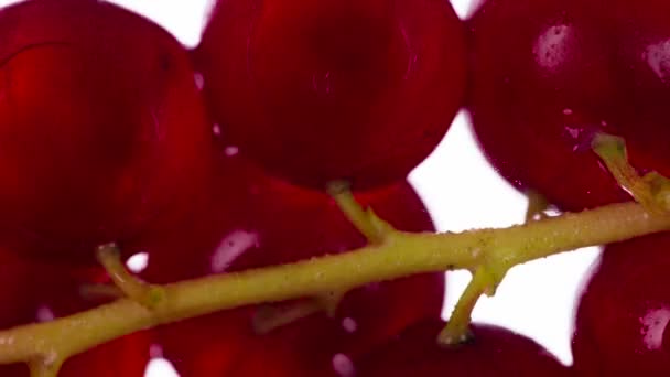 Preghiamo Uno Sprig Ribes Fragranti Bacche Ribes Rosso Maturo Vengono — Video Stock