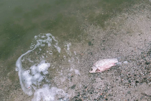 the problem of water pollution. the problem of poisoning fish in the ocean. dead bloody fish lies on the shore. seagulls eaten dead fish thrown ashore.