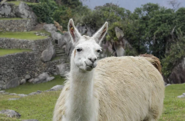 Naturalny Biały Lama Machu Pichuu Ruiny Cuzco Peru Światowego Dziedzictwa — Zdjęcie stockowe