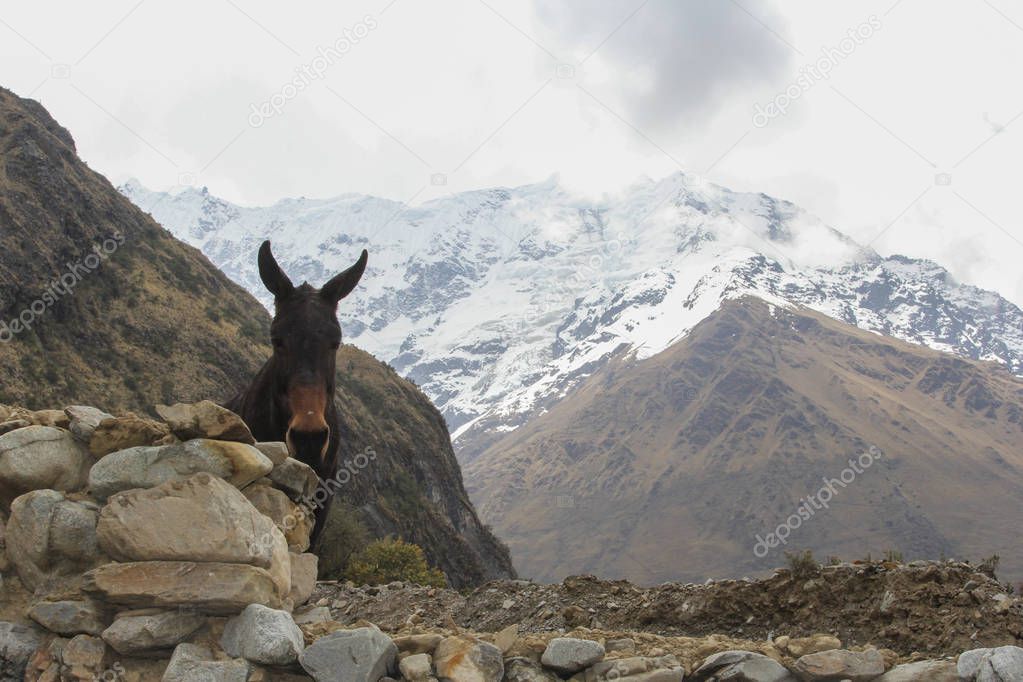 A donkey in the andes near Cuzco in peru. Salkantay mountain.