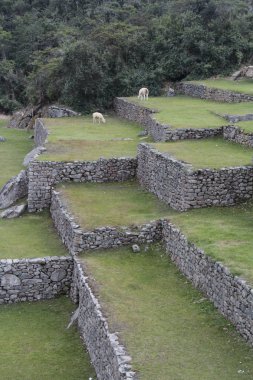 Machu Pichuu teraslar üzerinde görüntüleyin. Cuzco, Peru. Taşlar için mükemmel bir derleme oyulmuş. UNESCO Dünya Miras Listesi.