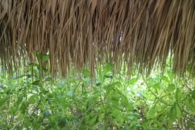 Detay: Caribbean Beach resort geçit elişi