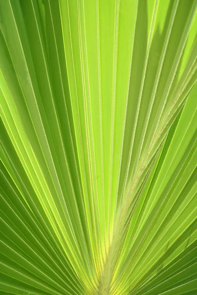 Detalhe Uma Folha Verde Palma Tropical — Fotografia de Stock