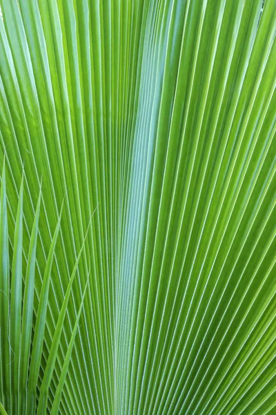 Detalhe Uma Folha Verde Palma Tropical — Fotografia de Stock
