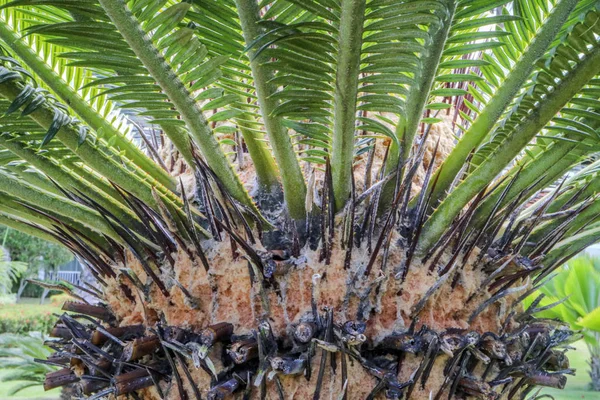 Detalhe Uma Folha Verde Palma Tropical — Fotografia de Stock