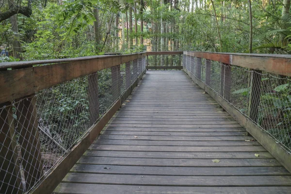 Träbro väg in i regnskogen — Stockfoto