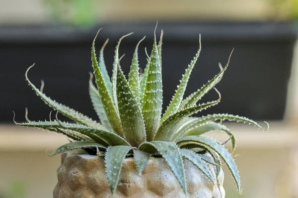 Planta de cacto plantada em vaso cerâmico — Fotografia de Stock