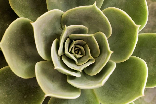 Succulents in macro detail. Indoor gardening. Stock Picture