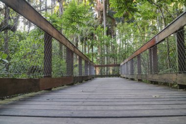 Yağmur ormanı içinde ahşap köprü yolu