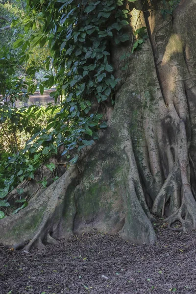 Den gröna inuti en brasiliansk skog. Stora rötter. — Stockfoto