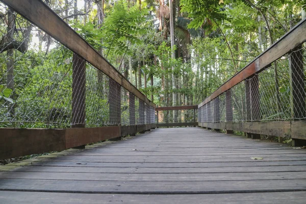 Wooden bridge path way inside rain forest