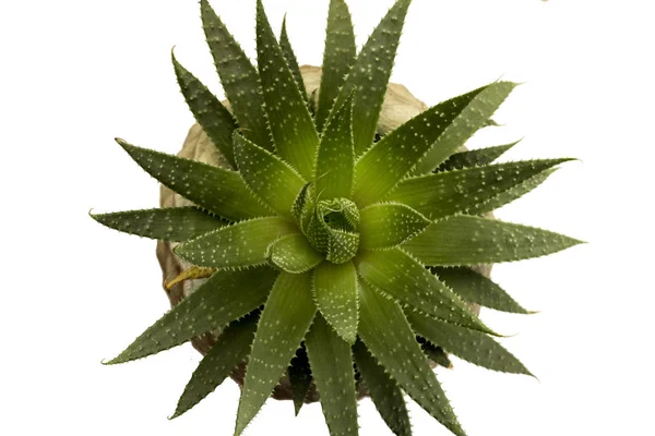 Cactus kivitelezés ültetett kerámia pot felülnézetben. Háttér fehérben. — Stock Fotó