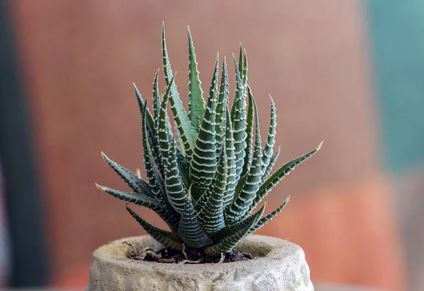 Planta de cacto plantada em vaso cerâmico — Fotografia de Stock