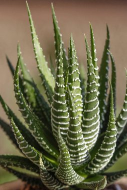 Seramik tencereye dikilen kaktüs ev bitkisi