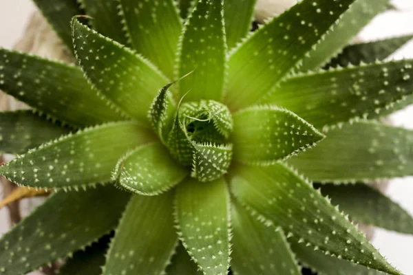 Cactus planta plantada em vaso de cerâmica vista superior. Fundo em branco . — Fotografia de Stock