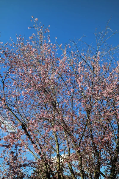 Cherry blossom in Monte Verde, Minas Gerais State Brazil. — Stock Photo, Image